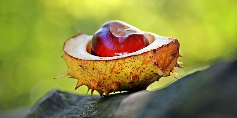 Podzimní prázdniny a státní svátky